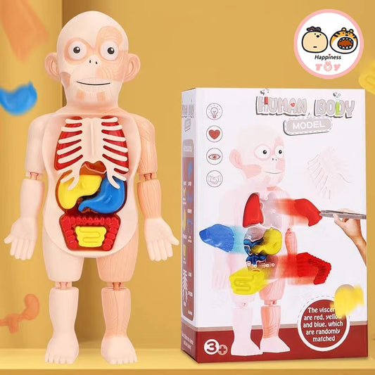 Childrens Human Organ Model - Medical Early Education Puzzle