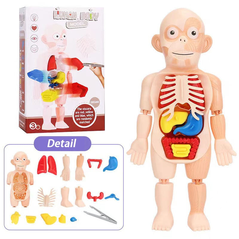 Childrens Human Organ Model - Medical Early Education Puzzle